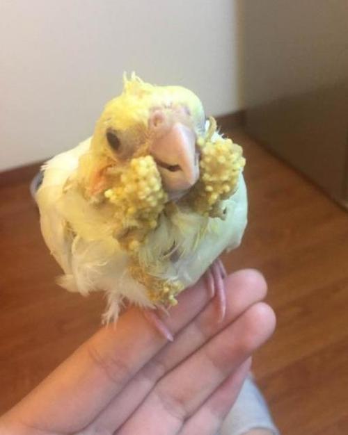原创小伙给玄凤鹦鹉雏鸟喂食,每次喂完不擦嘴,结局让人哭笑不得