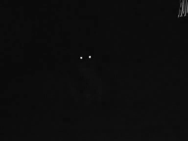 夜猫纸