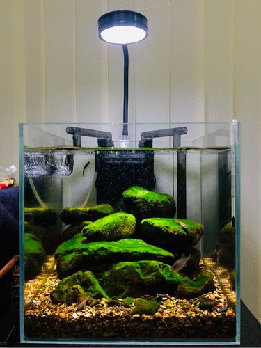 北瓜牛逼 木头牛逼 看我的原生缸