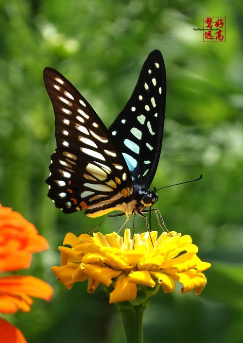 碎斑青凤蝶