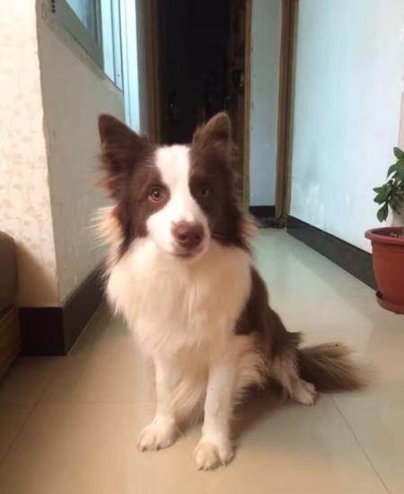 七个月大咖啡色边牧仔仔