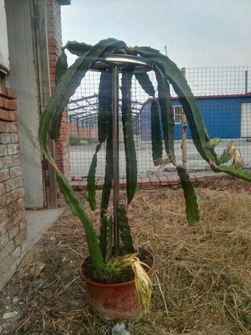怎么在家里种植火龙果盆栽?