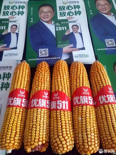 [玉米种子批发]玉米种子 国审玉优旗511纯角质粮,轴深