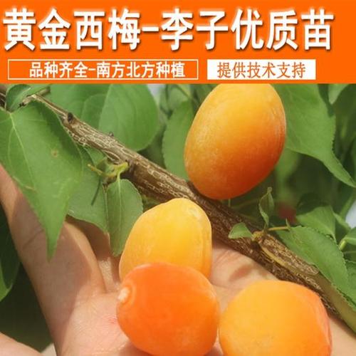 山东临沂平邑县 黄金西梅苗包成活现挖现卖当年结果南北方种植 死苗