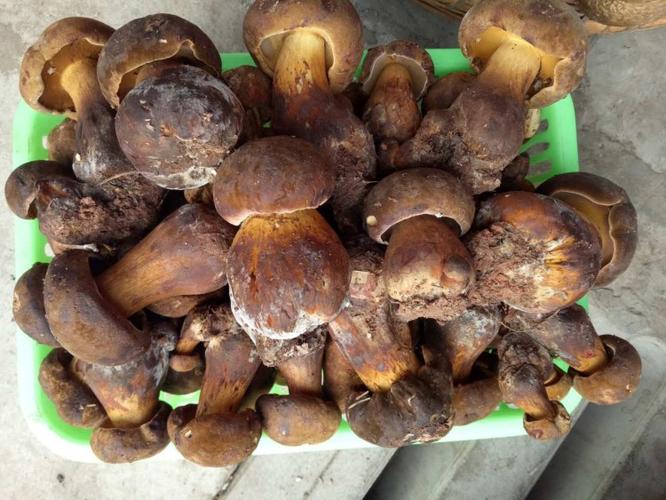 莆田黑牛肝菌功效与禁忌