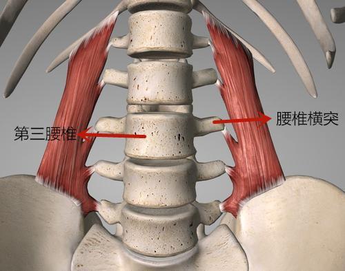  p>第三腰椎是 a target="_blank" href="/item/腰椎/485788" data