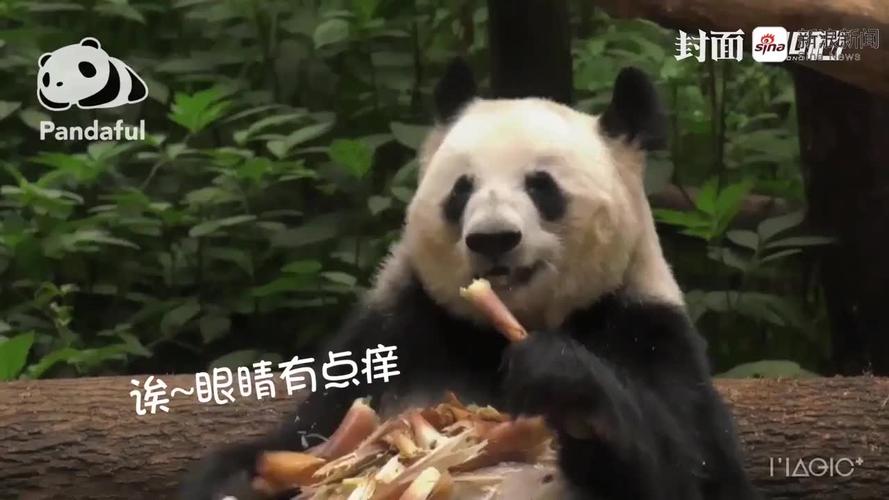 "美食组"正式出道!大熊猫双胞胎热干面,蛋烘糕满百天