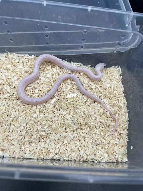 棕榈玉米蛇_玉米_宠物_玉米蛇_宠物_宠物其他