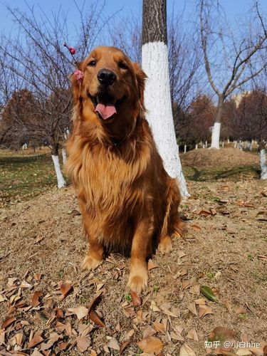 大家可以帮我瞅瞅这是纯种的枫叶红金毛宝宝吗?