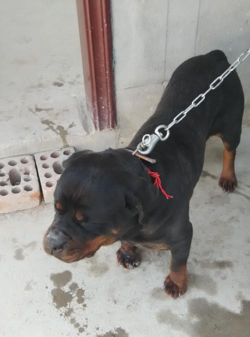 黑色无尾是什么品种的狗狗