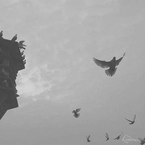 悦赏】宋冬野的北京_鸽子