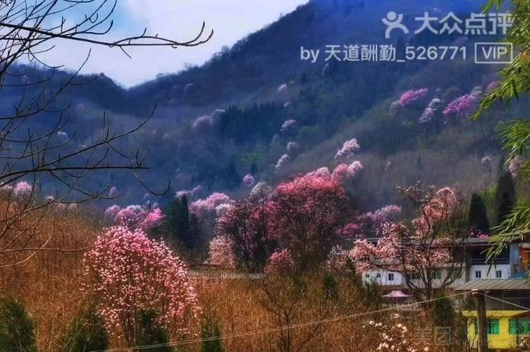 江油吴家后山的辛夷花,有到了盛开的季节