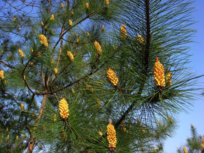 松树开花了