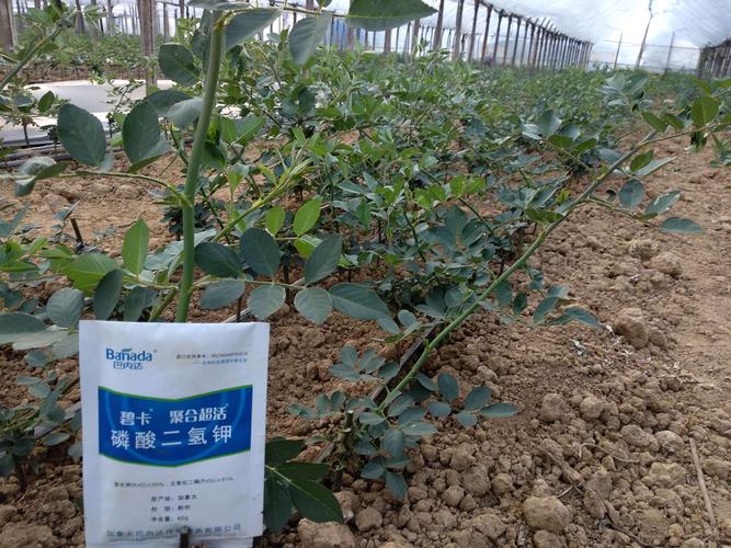 碧卡硅溶磷酸二氢钾