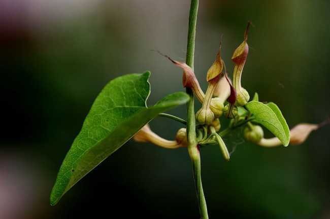 青木香-功效与作用-中药药用价值网