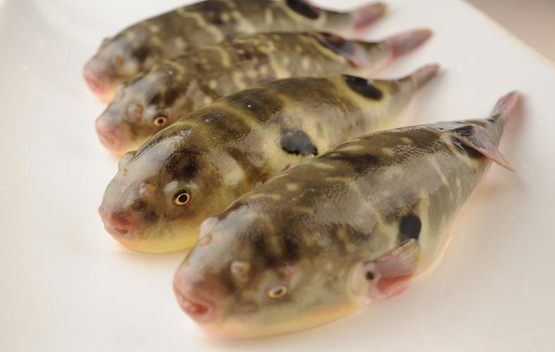 河豚硬骨鱼纲鲀形目鲀科动物通称