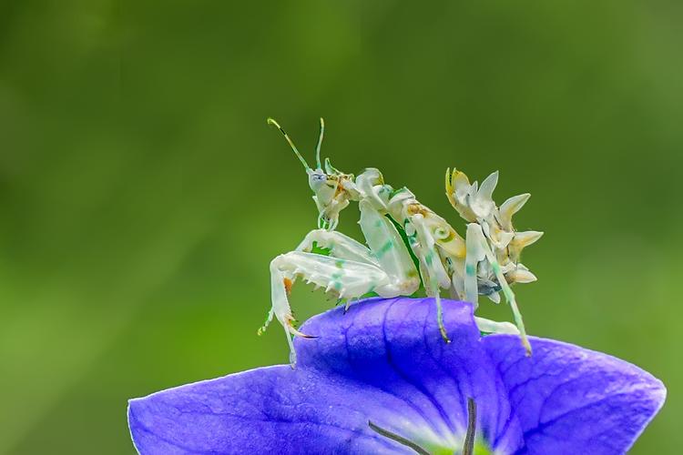 刺花螳螂:学名花螳科刺花螳属的一个物种.产于非洲东部至南部诸国.