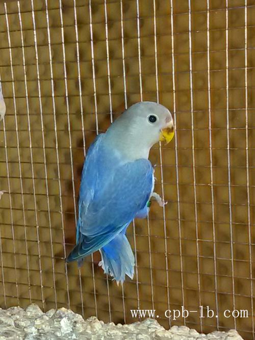 转让交换-亚成鸟-牡丹鹦鹉爱好者之家