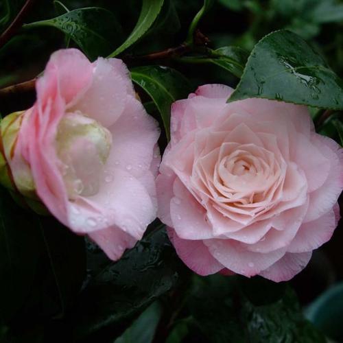 牛西奥珍珠_金华米可苗木有限公司-米可茶花,小苗,,四