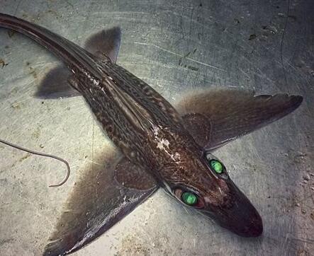 在罗曼以前分享的照片中,既有牙齿极其锋利,样貌可怕的鱼类,比如鲨鱼