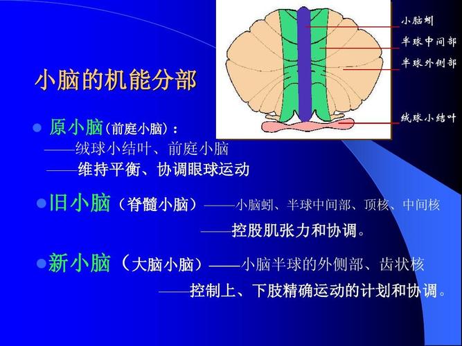 小脑蚓 半球中间部 小脑的机能分部   半球外侧部 原小脑(前庭小脑)