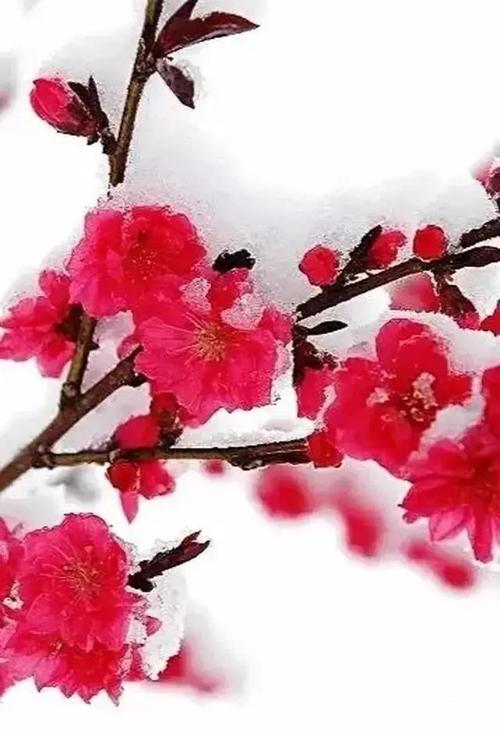 瑞雪的祝福