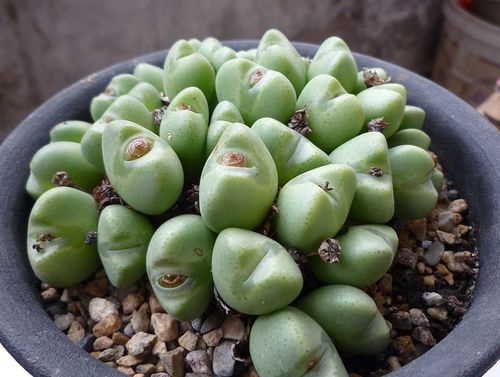 肉肉植物盆景特写