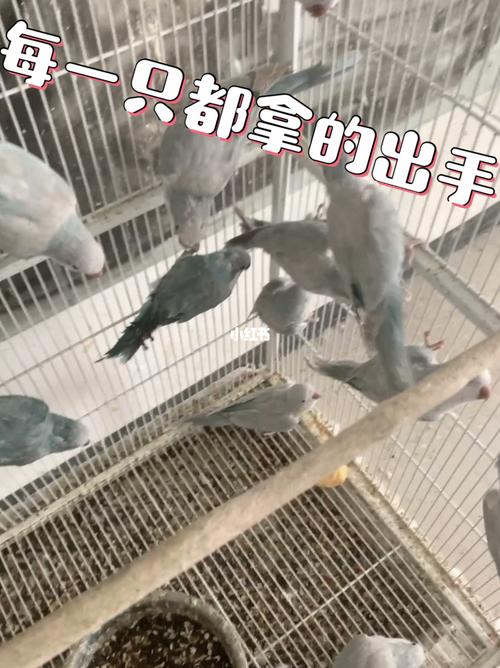 和尚之变异蓝白银丝_银丝_鹦鹉_宠物_宠物其他