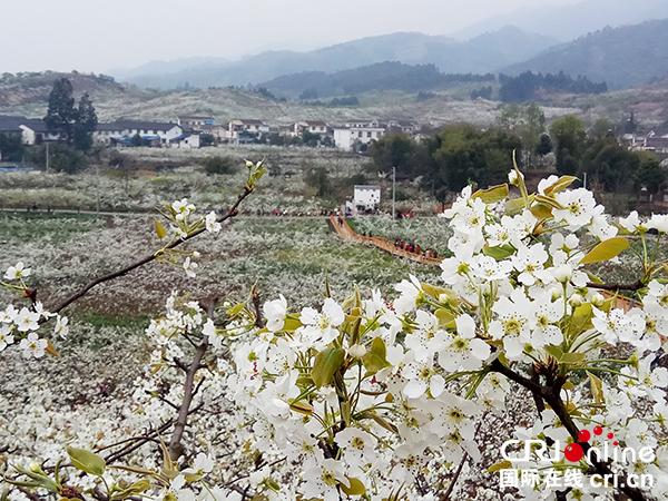 三月春意盎然,成都彭州市葛仙山百花争艳.