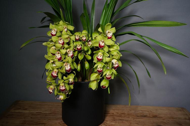 大花蕙兰植物摄影