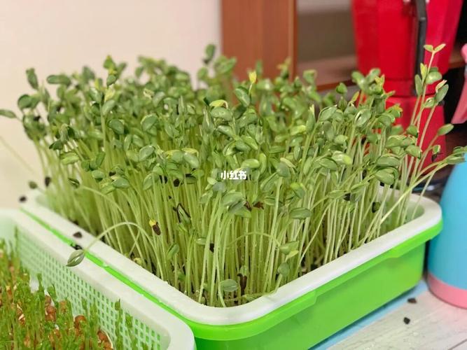 水培蔬菜——黑豆苗_蔬菜_美食_日记_diy美食_低热量