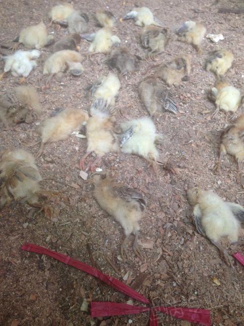 小鸡7日龄出现大批死亡