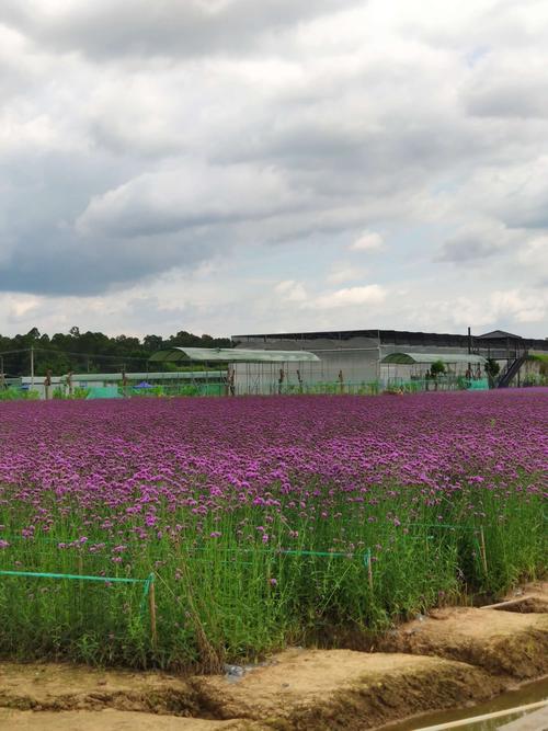 2019端午节游水口下源海纳生态园