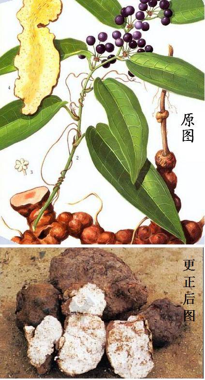 资讯 有错必改之茯苓图片    前几天,我们介绍了茯苓的中药小故事,不