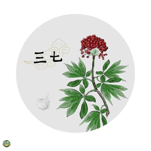 三七该不该喝有一种人吃了等于没病找病
