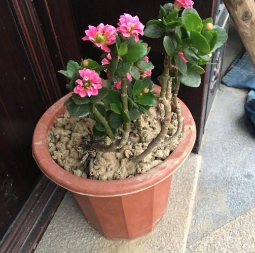 原创养长寿花的"3个经验",花苞越来越多,轻松养成老桩很漂亮