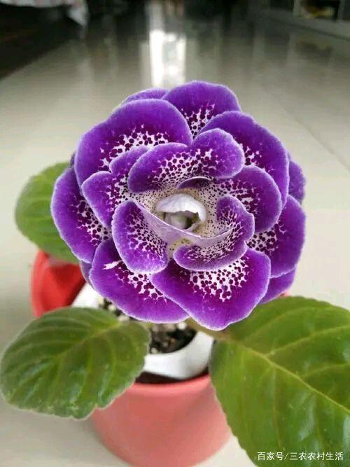 分享花名字叫大岩桐