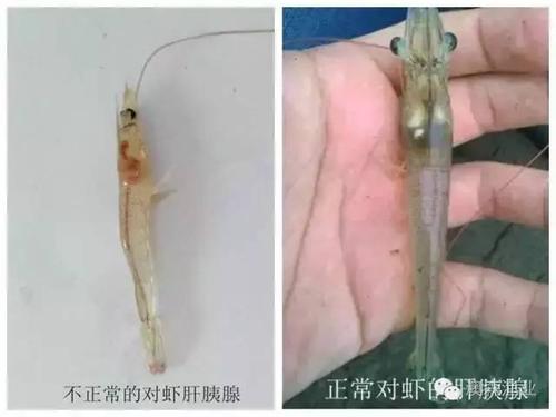 如何使南美白对虾顺利度过转肝期
