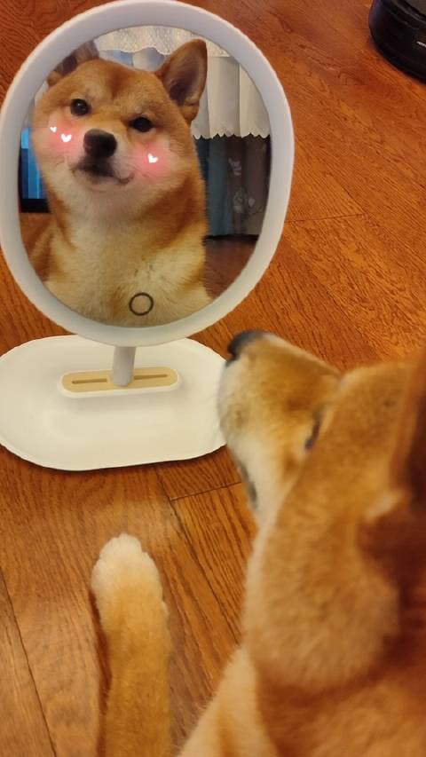 快去看看你家狗子恶搞狗子的表情包太搞笑了