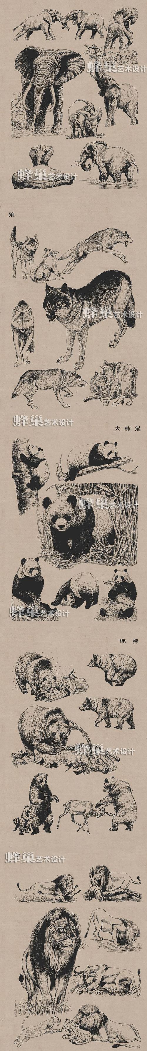 068 线描百兽图谱图片素材速写绘画临摹参考画勾线工笔画动物速写