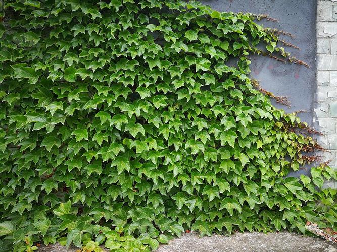 爬山虎的四季