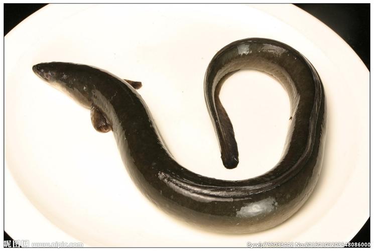 白鳝图片
