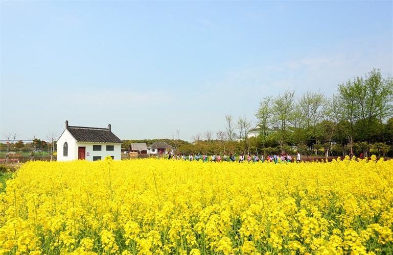 又到赏花踏青季上海金山廊下郊野公园向市民游客发出诚挚邀请