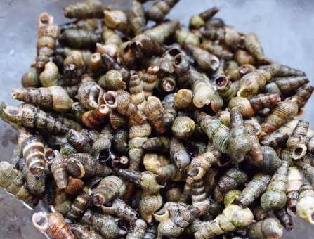 锥螺正上市,遇见别错过,营养高低脂肪,吃了特滋补,再贵也值得