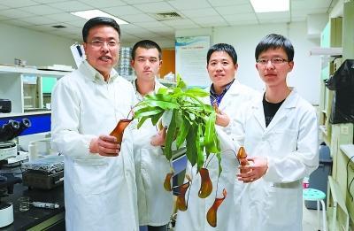 北航科研团队发现猪笼草捕食的奥秘 成果被《自然》杂志发表