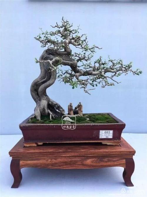 盆景入门手册四盆景各流派的艺术特色