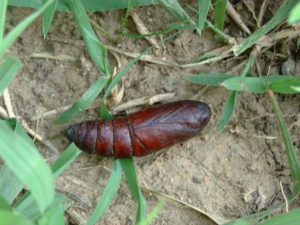 是一种大的毛毛虫的蛹    还有就是你楼下有花团或者有草坪的  里面