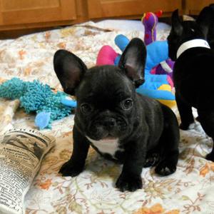 纯种赛级双血统黑色虎斑法牛幼犬法斗狗狗斗牛犬宝宝活体