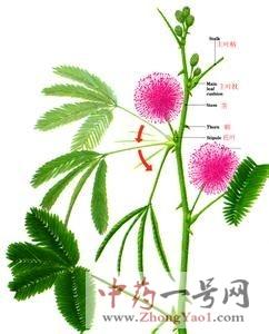 含羞草_功效与作用_含羞草禁忌-中药一号网