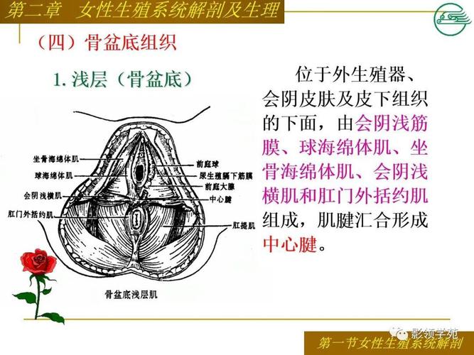 女性生殖系统解剖及生理